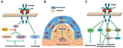 Fibroblast Growth Factor 10 in Pancreas Development and Pancreatic Cancer